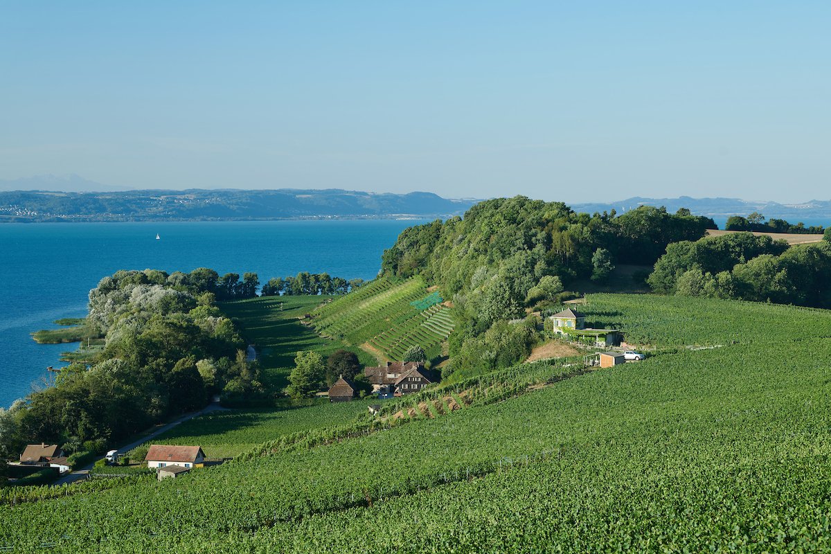 Les vignes du domaine descendant vers le lac de Neuchâtel